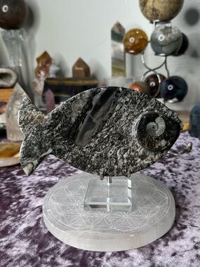 Shell Fossil Fish Bowl From Morocco